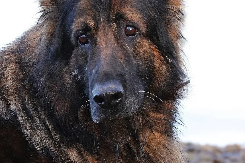 Quão Rápido os Cães Cicatrizam Após Cirurgia: Um Guia Completo
