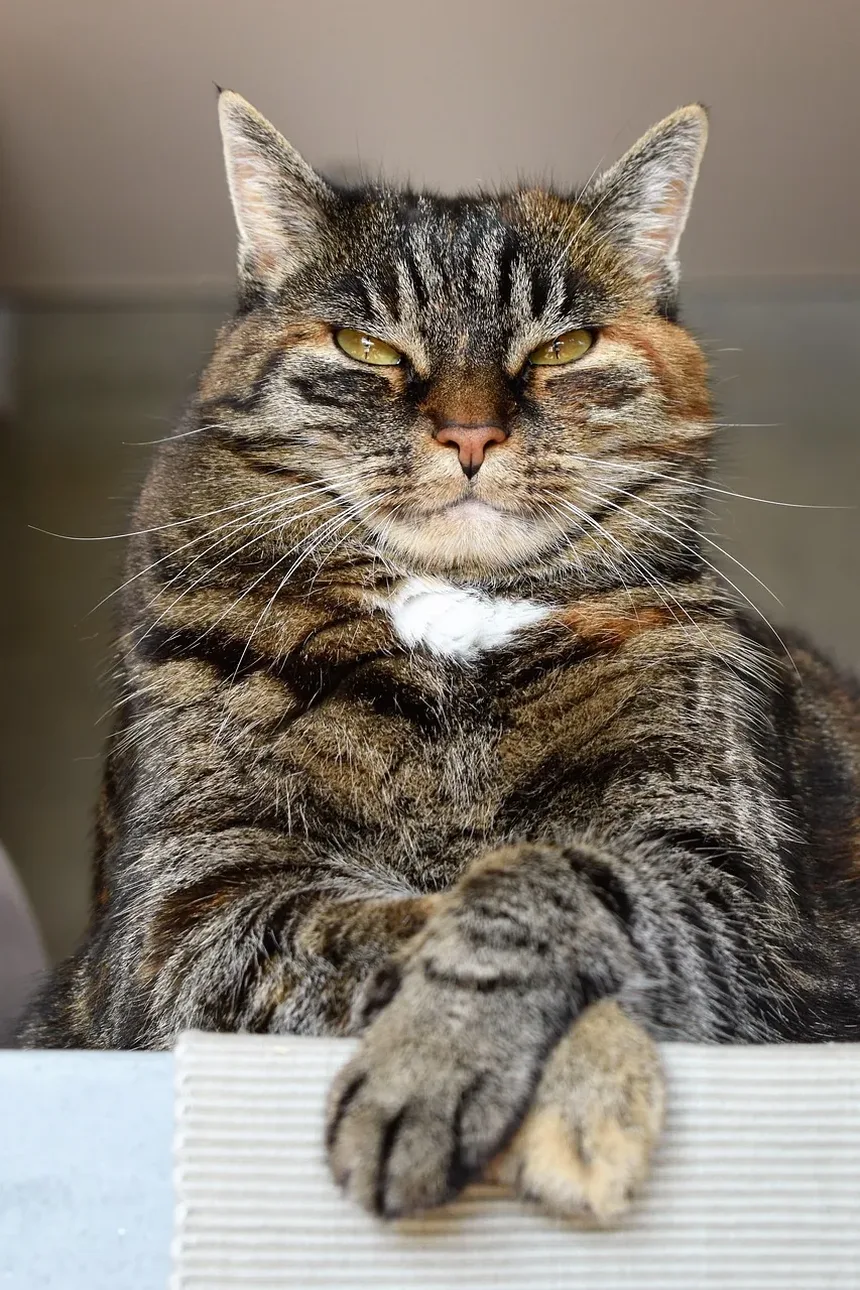 Quanto Tempo um Gato Pode Ficar Sem Comer Após Cirurgia?