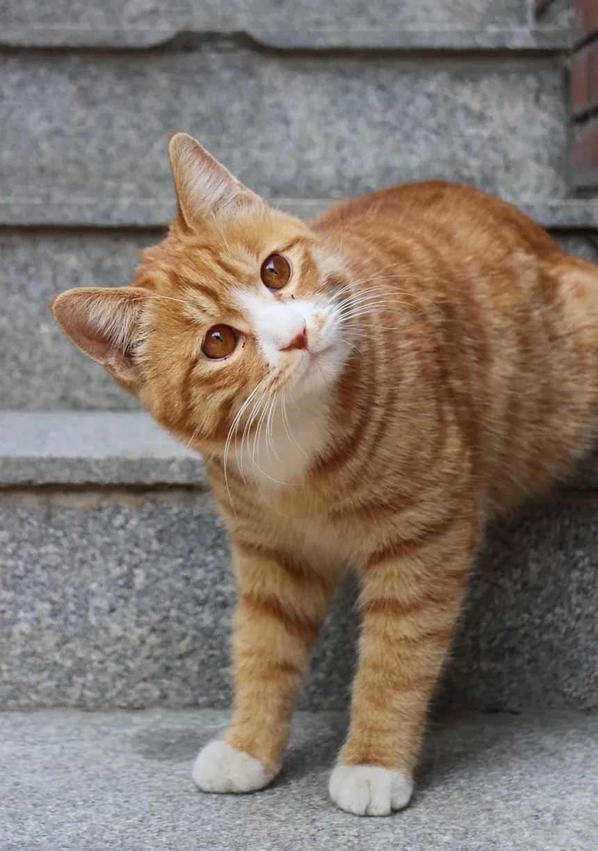 Quanto Tempo um Gato Pode Ficar Sem Comer Após Cirurgia?