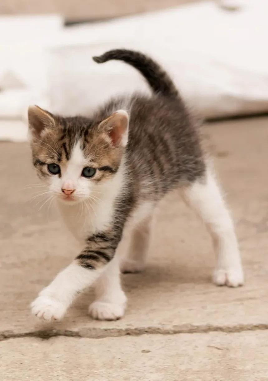 Quanto Tempo um Gato Pode Viver com Doença Renal Crônica?
