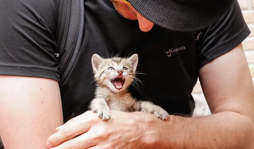 Quanto Tempo um Gato Pode Viver com Doença Renal Crônica?