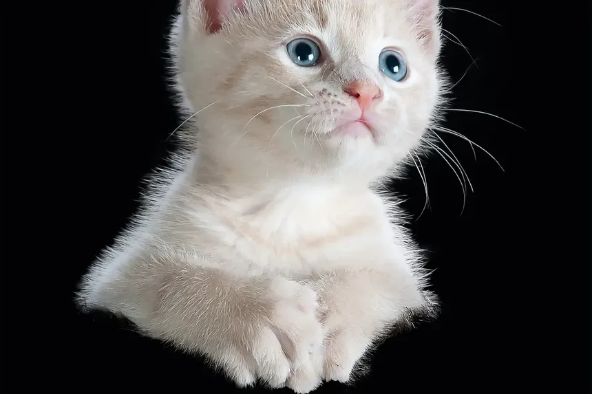 Quanto Tempo um Gato Pode Viver com Doença Renal Crônica?