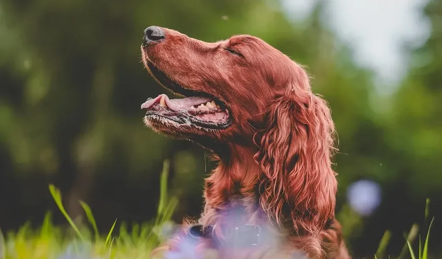Quanto Tempo Demora para Cães Resgatados se Adaptarem?