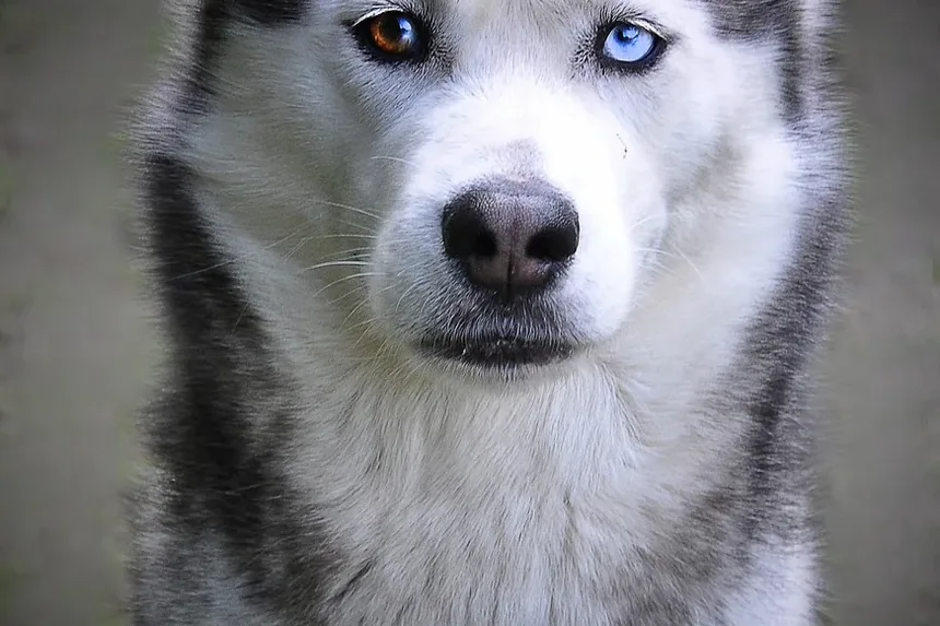 Quanto Tempo Demora para Cães Resgatados se Adaptarem?