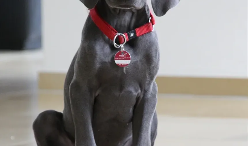 Quanto Tempo um Cão Leva para se Recuperar da Castração?