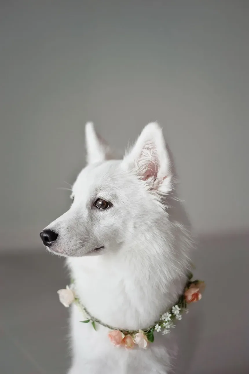 Quanto Tempo Leva para uma Lesão em Cão Cicatrizar?