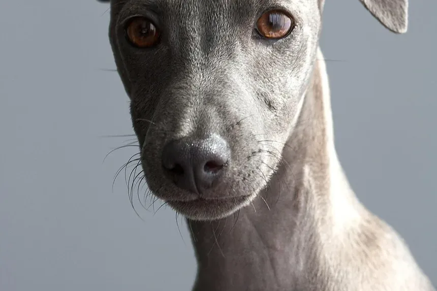 Quanto Tempo Leva para uma Lesão em Cão Cicatrizar?