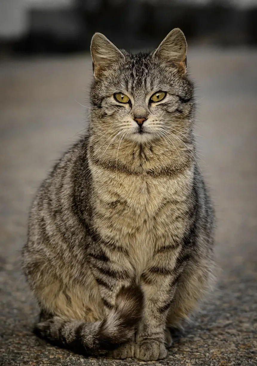 Quanto Tempo Leva para um Gato se Recuperar de uma Infecção Urinária (ITU)?