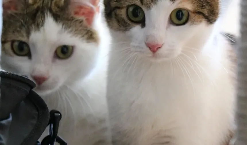 Quanto Tempo Leva para um Gato se Recuperar de uma Infecção Urinária (ITU)?