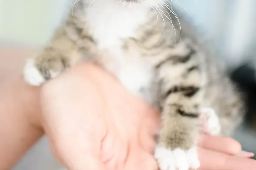 Quanto Tempo Leva para um Gato se Recuperar de uma Infecção Urinária (ITU)?