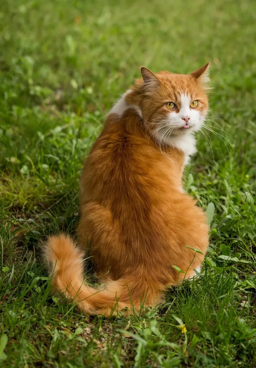 Quanto Tempo Leva para os Gatos se Recuperarem Após o Parto?