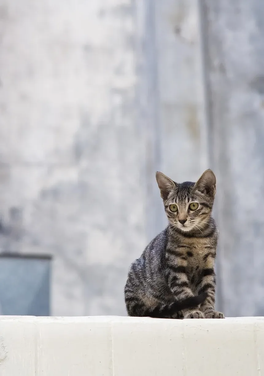 Quanto Tempo Leva para os Gatos se Recuperarem Após o Parto?