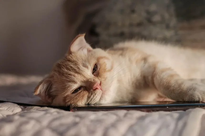Quanto Tempo Leva para os Gatos se Recuperarem Após o Parto?