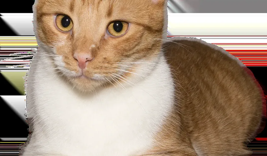 Quanto Tempo Demora para um Gato se Recuperar da Anestesia?