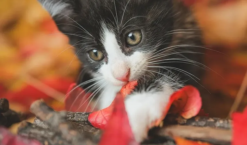 Quanto Tempo Leva para um Gato se Recuperar da Cirurgia de Retirada das Garras?