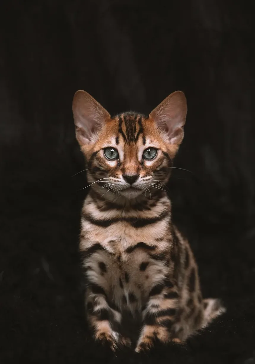 Quanto Tempo Demora para um Gato se Recuperar da Diarreia?