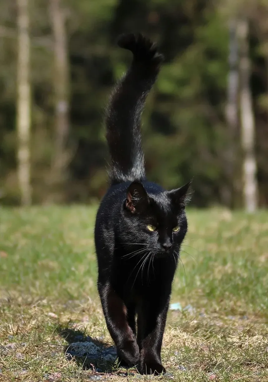 Quanto Tempo Leva para Gatos se Recuperarem da Pancreatite?