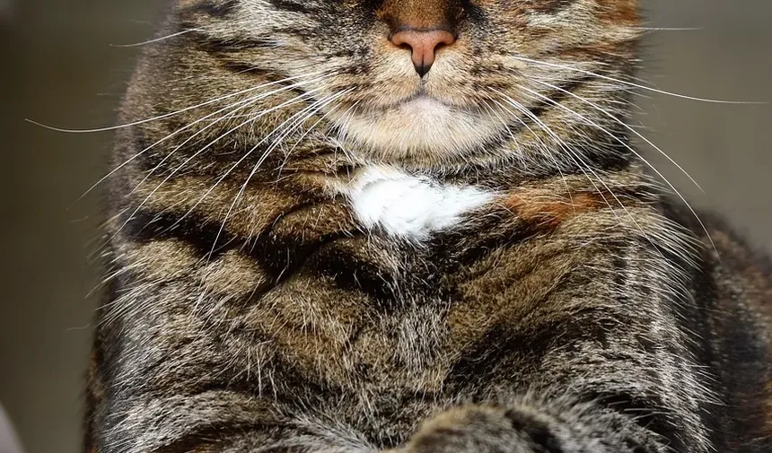 Quanto Tempo Leva para Gatos se Recuperarem da Pancreatite?