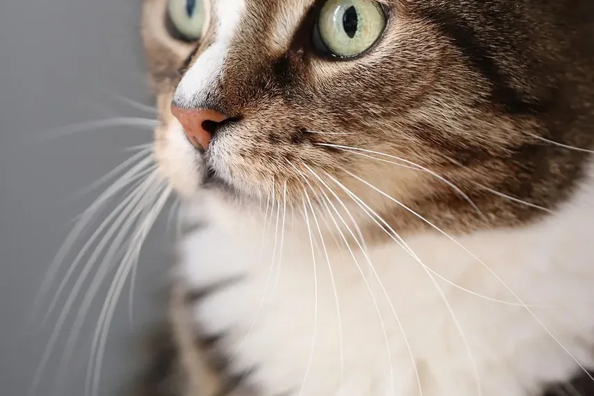 Quanto Tempo Leva para Gatos se Recuperarem da Pancreatite?