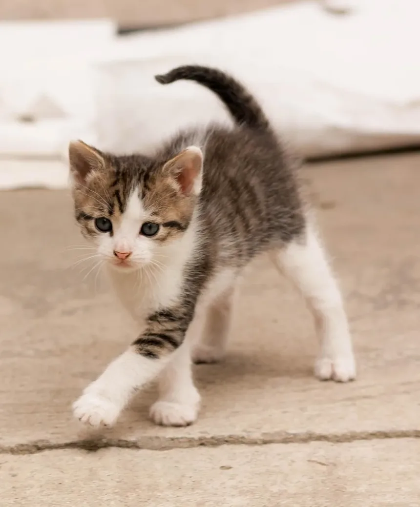 Quanto Tempo Demora para Gatos se Recuperarem das Vacinas?