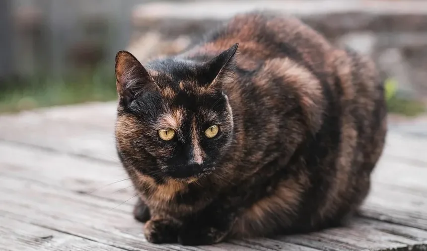 Quanto Tempo Demora para Gatos se Recuperarem das Vacinas?