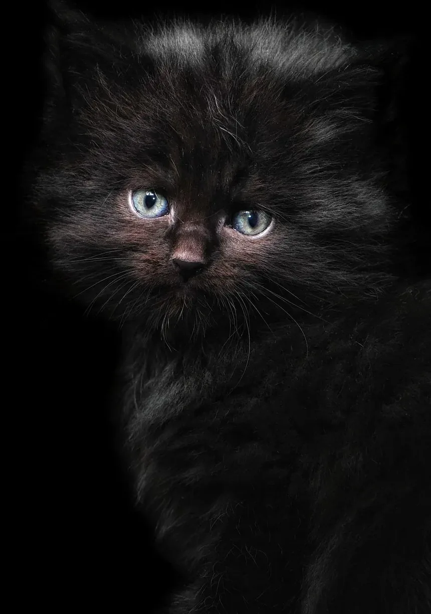 Quanto Tempo Tratar Mordida de Gato com Antibióticos