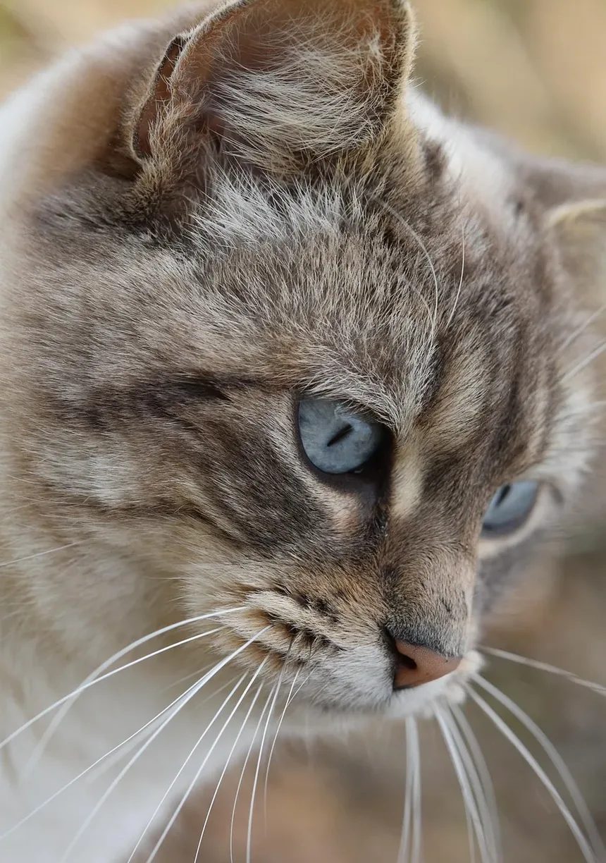 Quantas Vezes Devo Escovar Meu Gato por Semana?