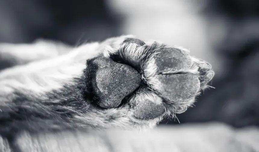 Quanto Escovar os Dentes do Seu Cão: Um Guia Completo