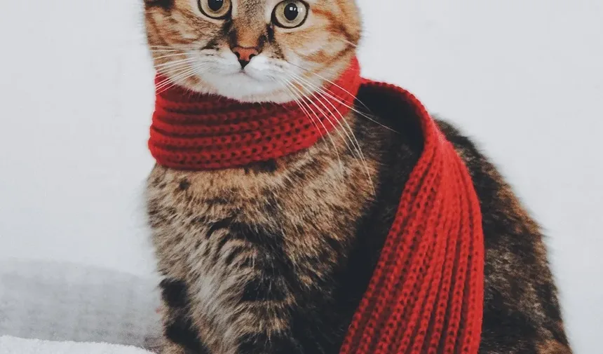 Com que frequência devo dar banho no meu gato adulto?