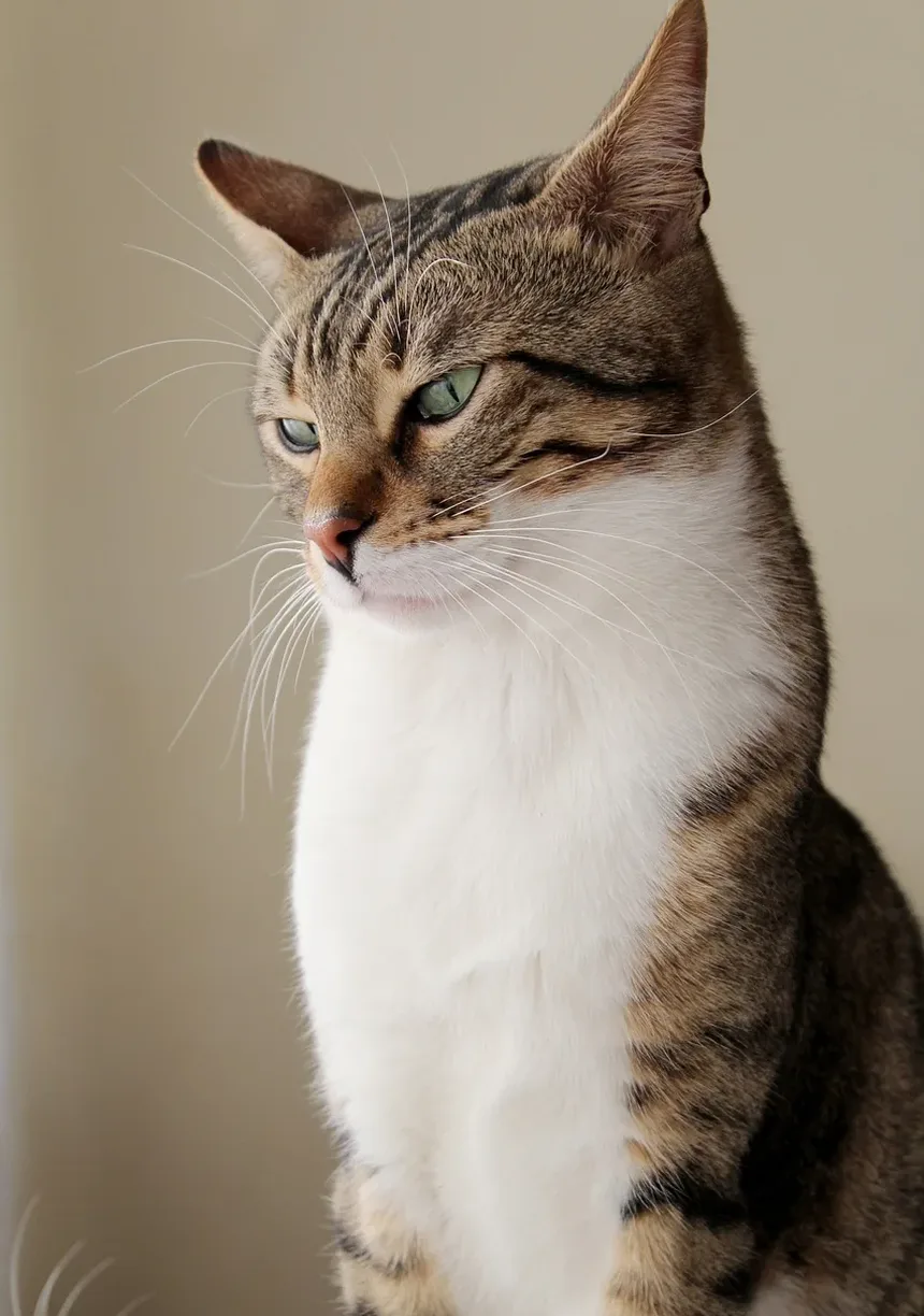 Com que frequência devo dar banho no meu gato Bombay?