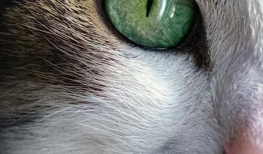 Com que frequência devo dar banho no meu gato Bombay?