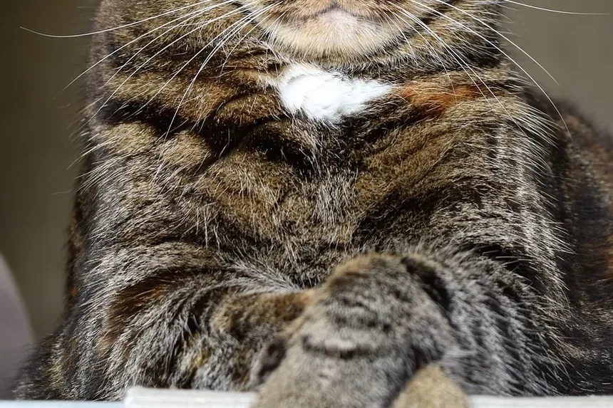 Com que frequência devo dar banho no meu gato Bombay?