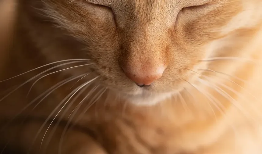 Com que frequência devo dar banho no meu gato se eu tiver alergias?