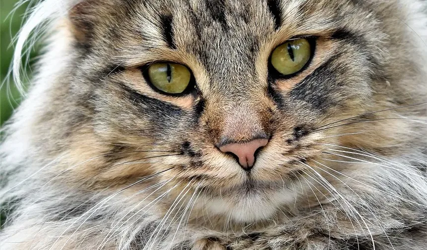 Com que frequência devo dar banho no meu gato Maine Coon?