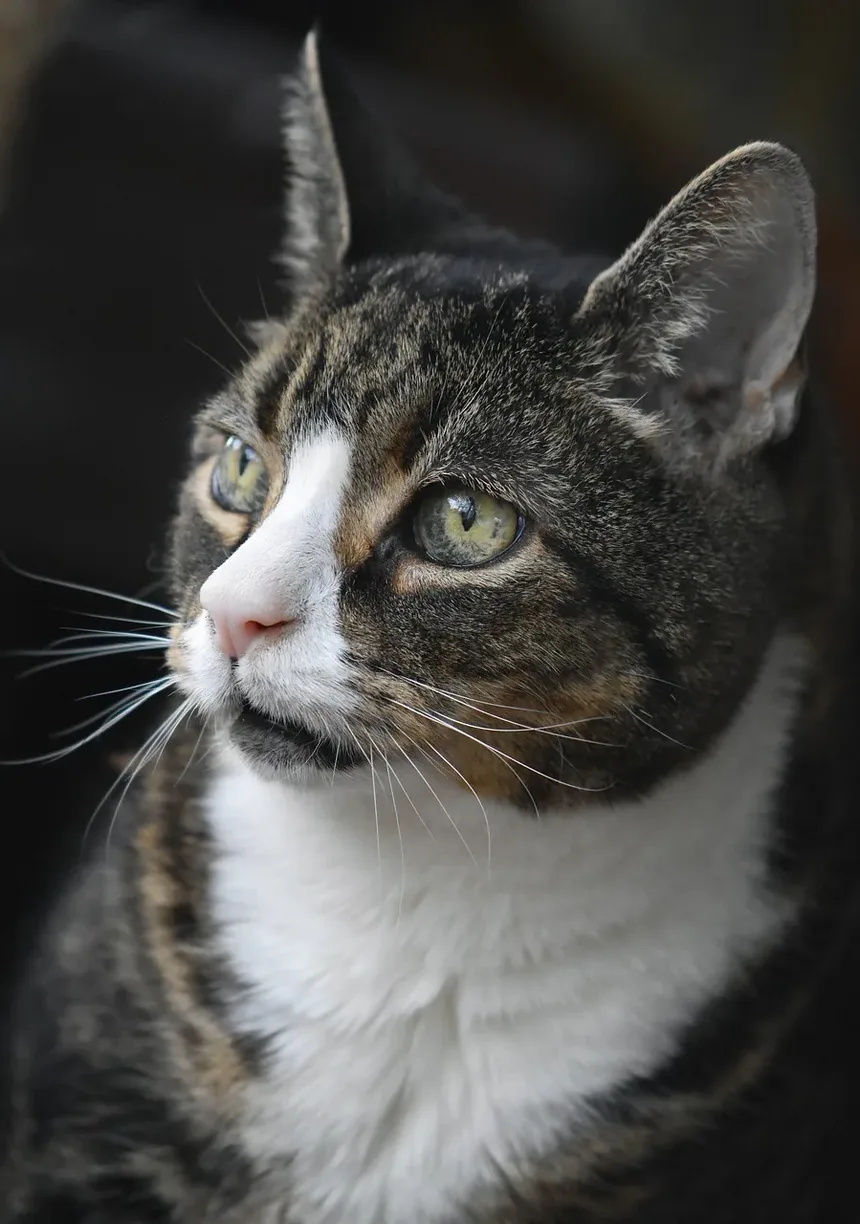 Com que frequência devo escovar meu gato durante a estação de troca de pelo?