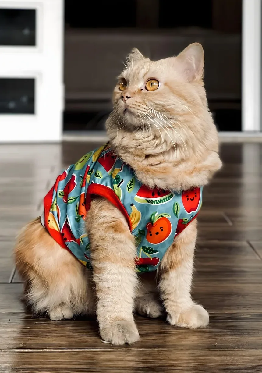Com que frequência devo escovar meu gato DSH?