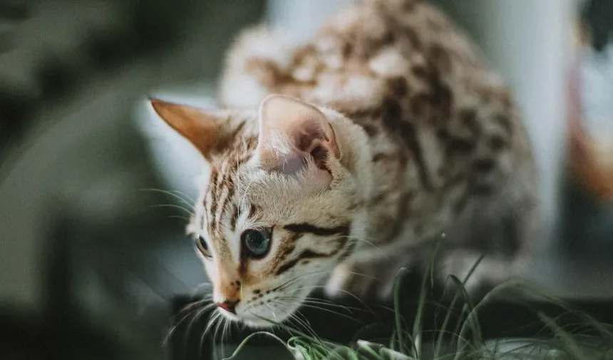 Com que frequência devo escovar meu gato DSH?