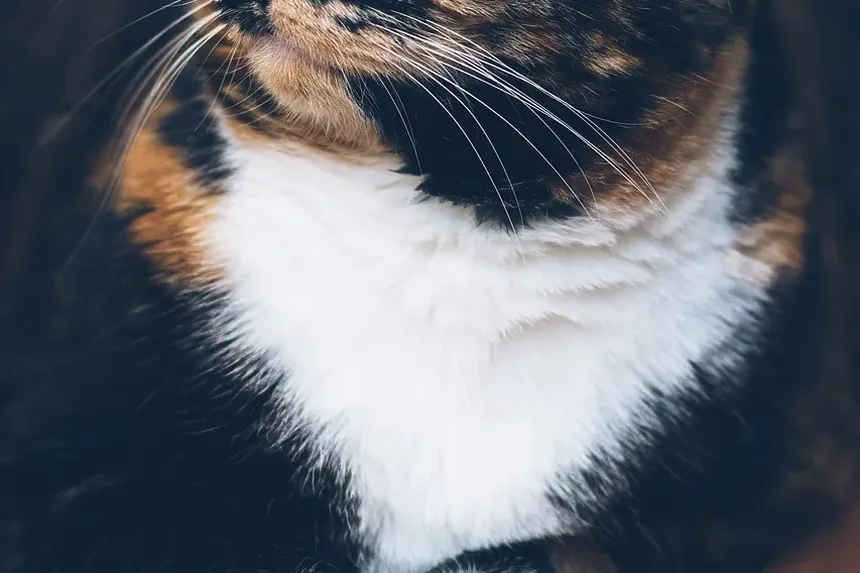 Com que frequência devo escovar meu gato DSH?