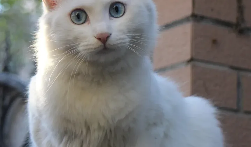 Com que frequência devo escovar meu gato idoso?