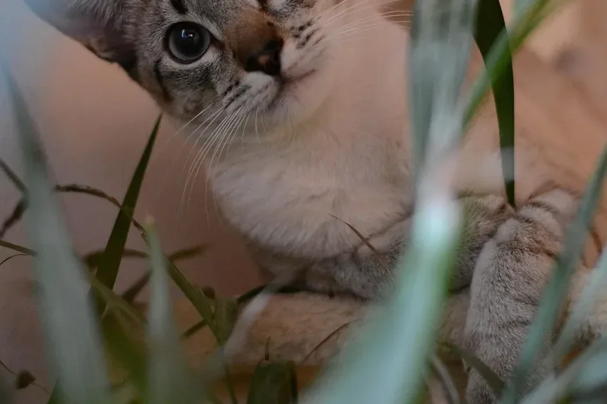 Com que frequência devo escovar meu gato idoso?