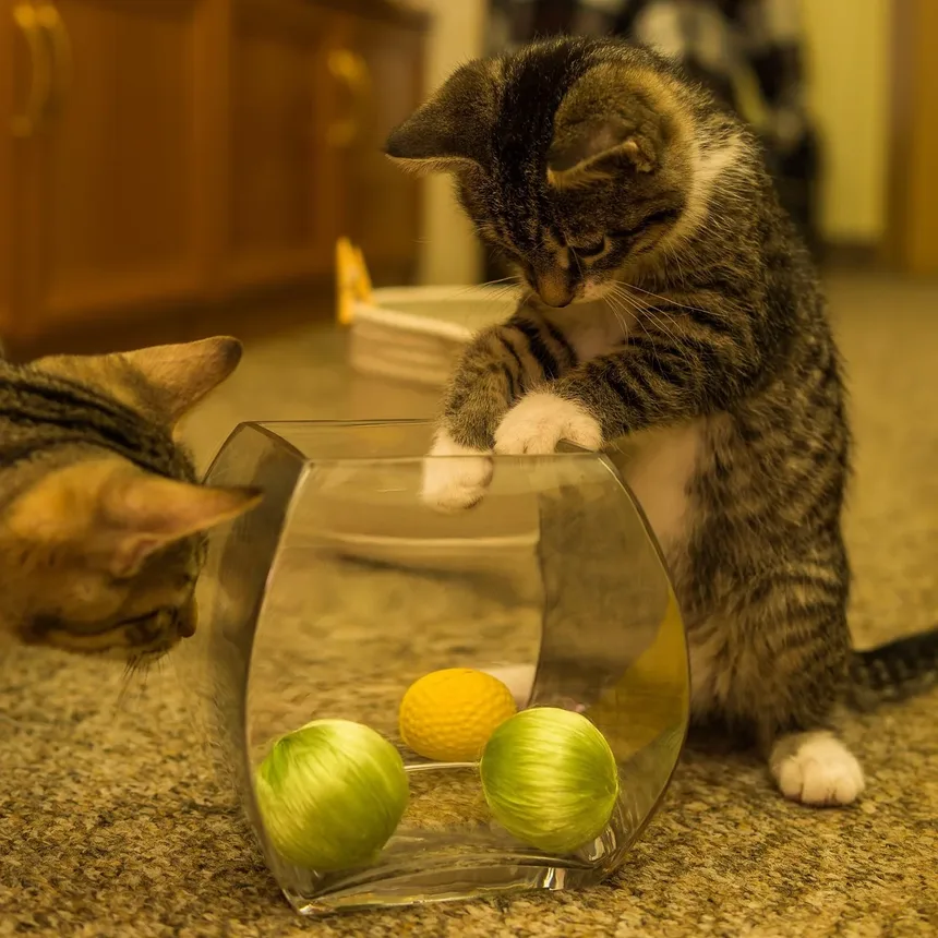 Como Cuidar de um Gato Após Cirurgia na Perna: Um Guia Completo