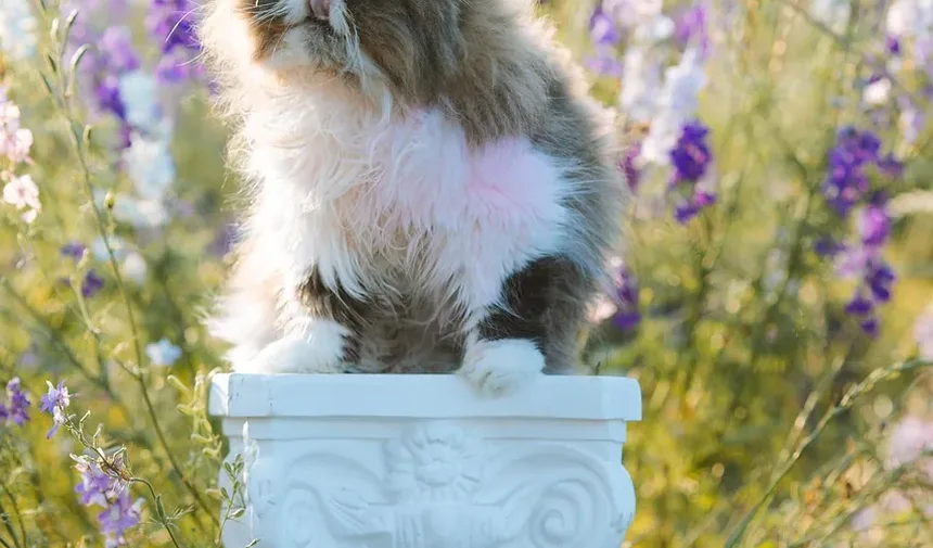 Como Cuidar de um Gato Após Cirurgia na Perna: Um Guia Completo