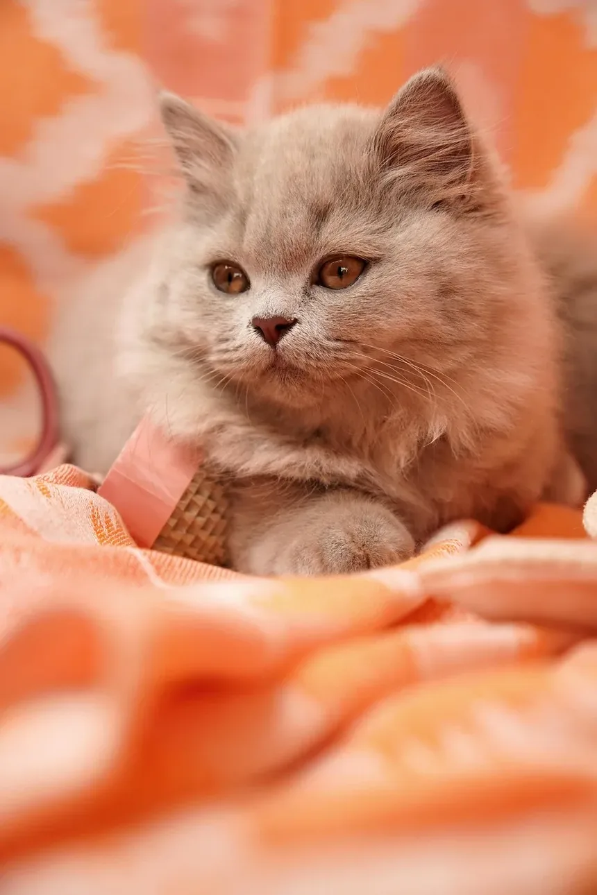 Como Cuidar de Filhotes de Gato Quando a Mãe Não Está