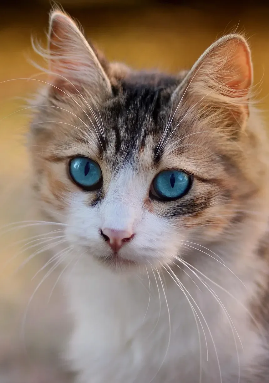 Como Cuidar de Filhotes de Gato Quando a Mãe Não Está