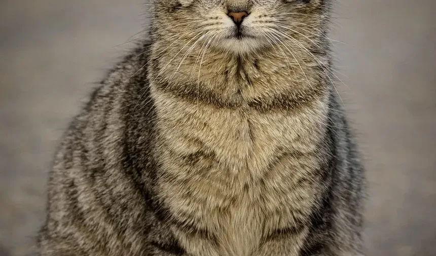 Como Cuidar de Filhotes de Gato Quando a Mãe Não Está