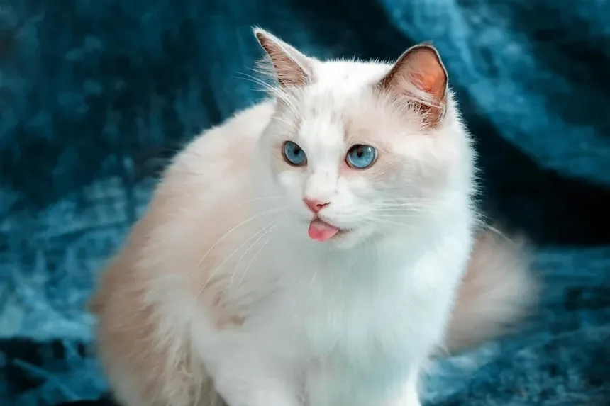 Como Cuidar de Filhotes de Gato Quando a Mãe Não Está