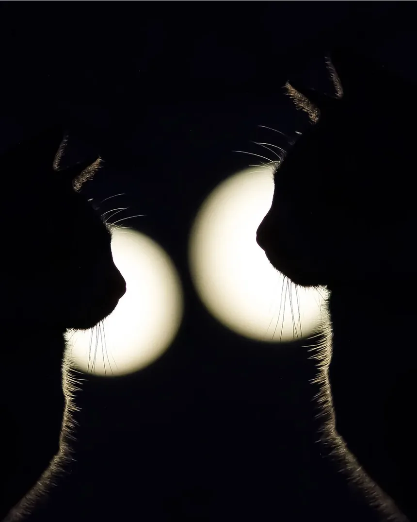 Como Cuidar do Pelo de Gatos Idosos: Um Guia Completo