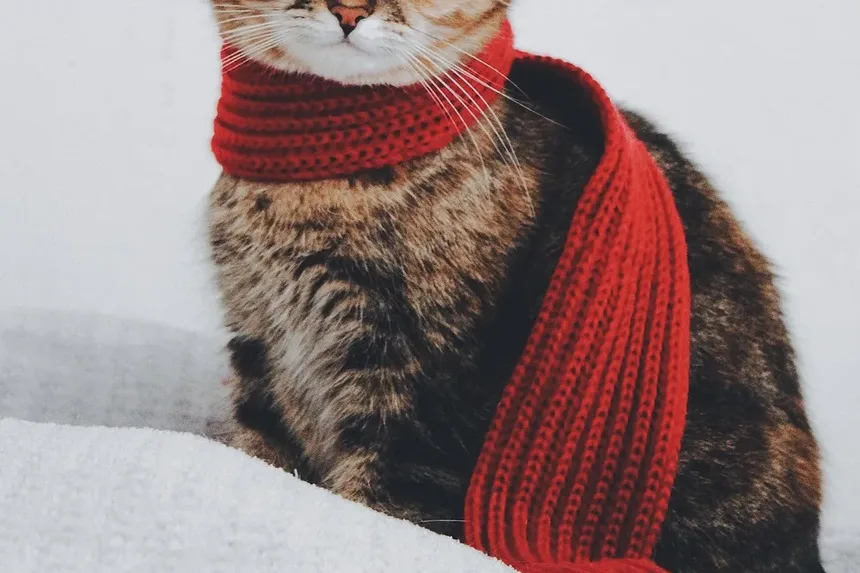 Como Verificar Parasitas Intestinais em Gatos