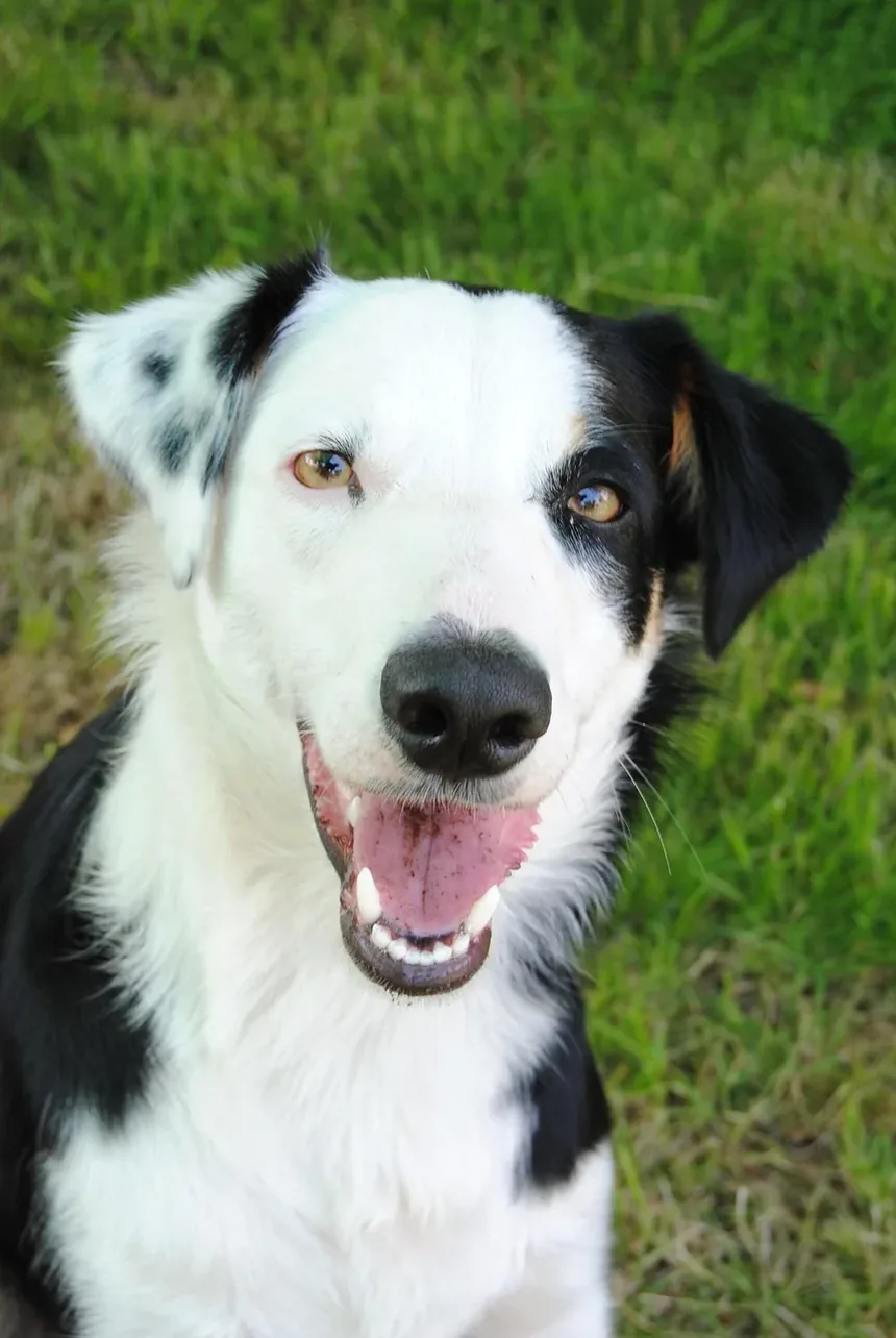 Como Limpar Seu Cão Após a Remoção de Carrapatos: Um Guia Completo