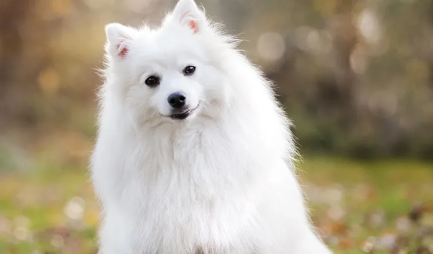 Como Limpar Seu Cão Após a Remoção de Carrapatos: Um Guia Completo